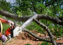 Best Tree Preservation Services  in San Dimas, CA